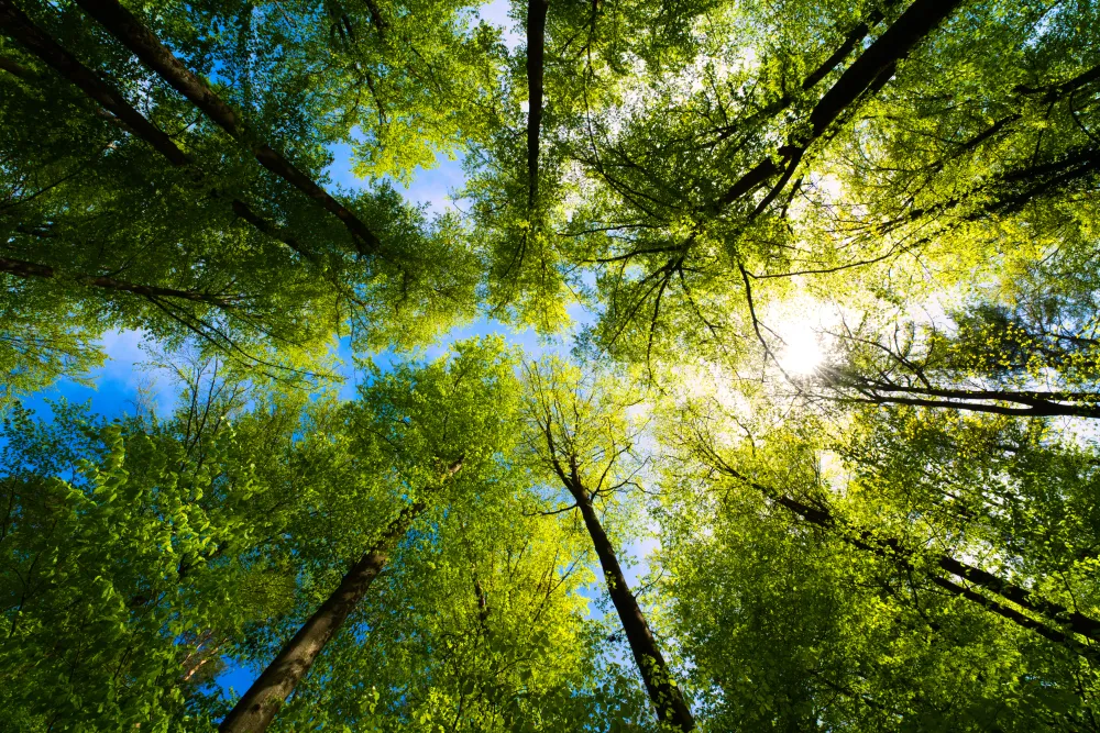 Go Green